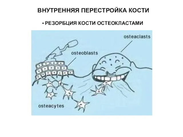 ВНУТРЕННЯЯ ПЕРЕСТРОЙКА КОСТИ РЕЗОРБЦИЯ КОСТИ ОСТЕОКЛАСТАМИ