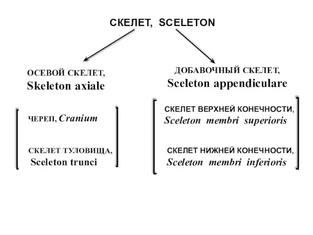 ОСЕВОЙ СКЕЛЕТ, Skeleton axiale ДОБАВОЧНЫЙ СКЕЛЕТ, Sceleton appendiculare ЧЕРЕП, Cranium СКЕЛЕТ ТУЛОВИЩА,