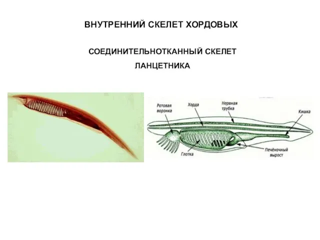 ВНУТРЕННИЙ СКЕЛЕТ ХОРДОВЫХ СОЕДИНИТЕЛЬНОТКАННЫЙ СКЕЛЕТ ЛАНЦЕТНИКА