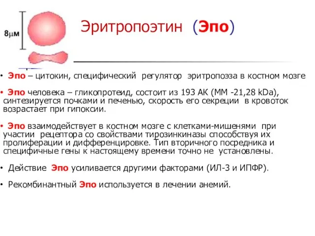 Эритропоэтин (Эпо) Эпо – цитокин, специфический регулятор эритропоэза в костном мозге Эпо