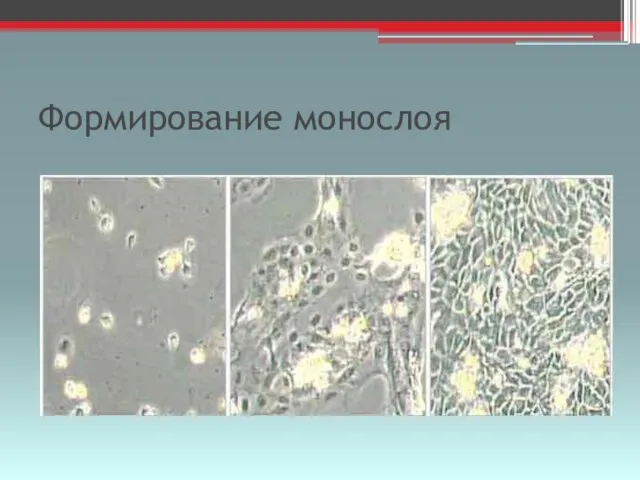 Формирование монослоя