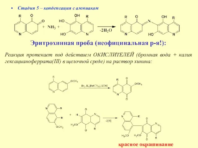 Стадия 5 – конденсация с аммиаком Реакция протекает под действием ОКИСЛИТЕЛЕЙ (бромная