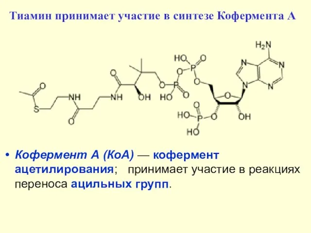 Кофермент А (КоА) — кофермент ацетилирования; принимает участие в реакциях переноса ацильных