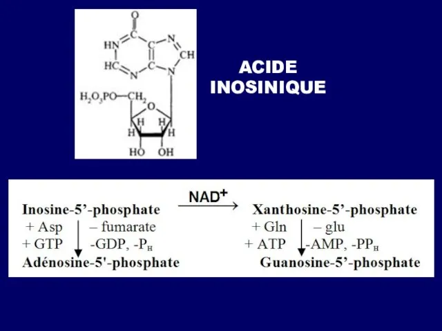 ACIDE INOSINIQUE