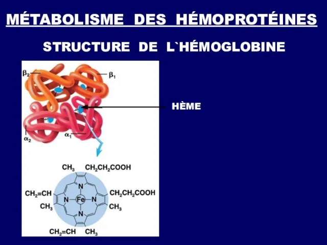 STRUCTURE DE L`HÉMOGLOBINE HÈME MÉTABOLISME DES HÉMOPROTÉINES