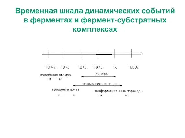 колебания атомов катализ связывание лигандов конформационные переходы вращение групп Временная шкала динамических