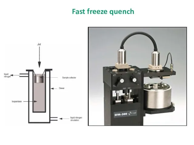 Fast freeze quench