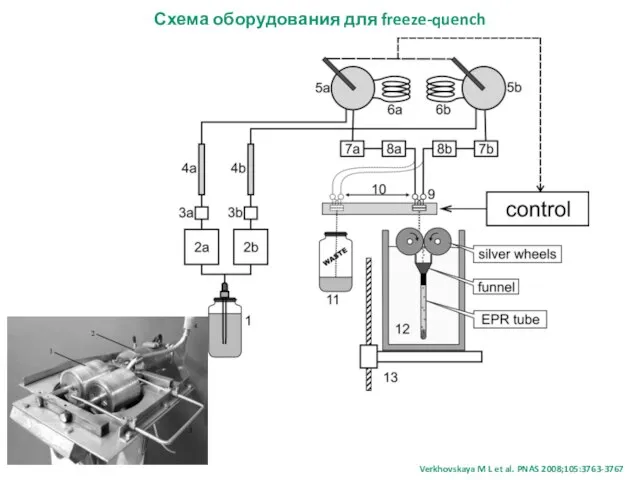 Схема оборудования для freeze-quench Verkhovskaya M L et al. PNAS 2008;105:3763-3767