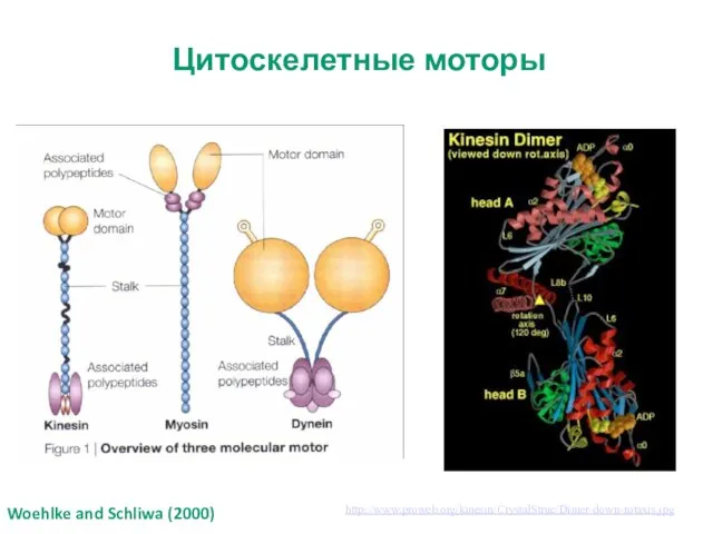 Woehlke and Schliwa (2000) Цитоскелетные моторы http://www.proweb.org/kinesin/CrystalStruc/Dimer-down-rotaxis.jpg