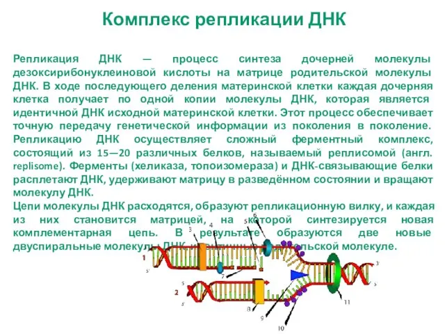 Комплекс репликации ДНК Репликация ДНК — процесс синтеза дочерней молекулы дезоксирибонуклеиновой кислоты