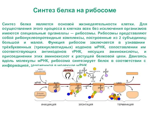 Синтез белка на рибосоме Синтез белка является основой жизнедеятельности клетки. Для осуществления