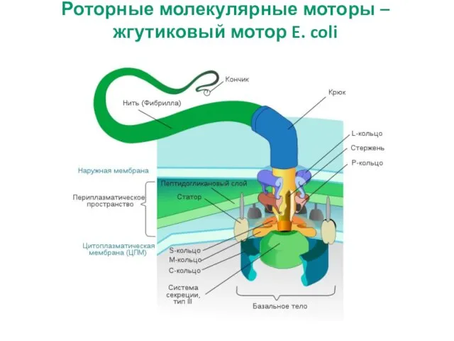 Роторные молекулярные моторы – жгутиковый мотор E. coli