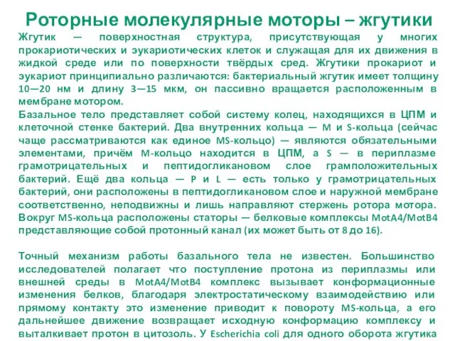 Роторные молекулярные моторы – жгутики Жгутик — поверхностная структура, присутствующая у многих