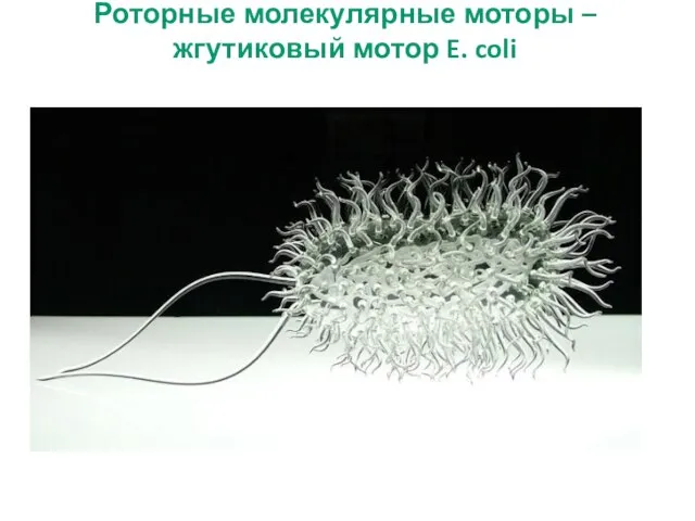 Роторные молекулярные моторы – жгутиковый мотор E. coli