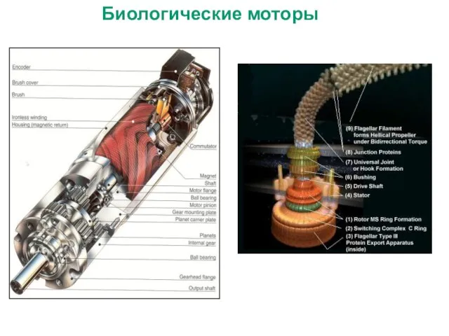 Биологические моторы