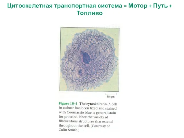 Цитоскелетная транспортная система = Мотор + Путь + Топливо