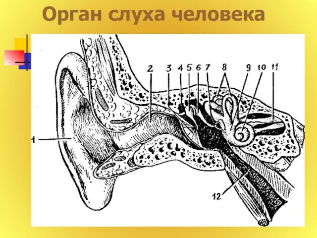 Орган слуха человека