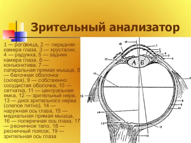 Зрительный анализатор 1 — роговица, 2 — передняя камера глаза, 3 —