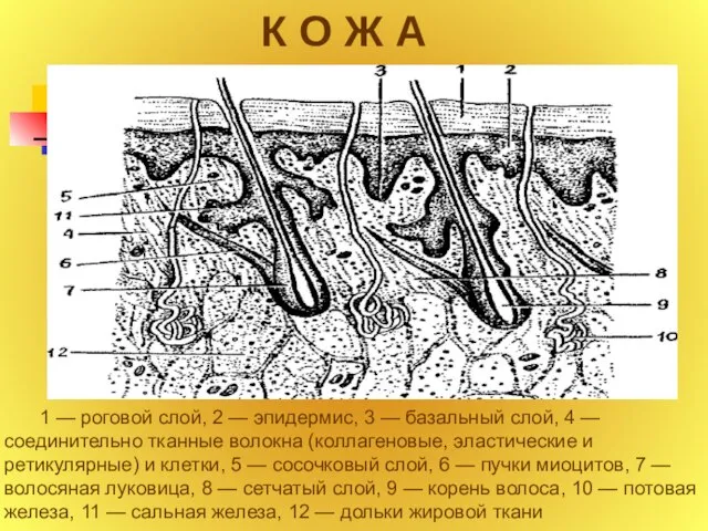 К О Ж А 1 — роговой слой, 2 — эпидермис, 3