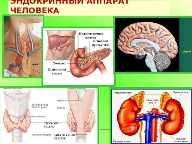 ЭНДОКРИННЫЙ АППАРАТ ЧЕЛОВЕКА