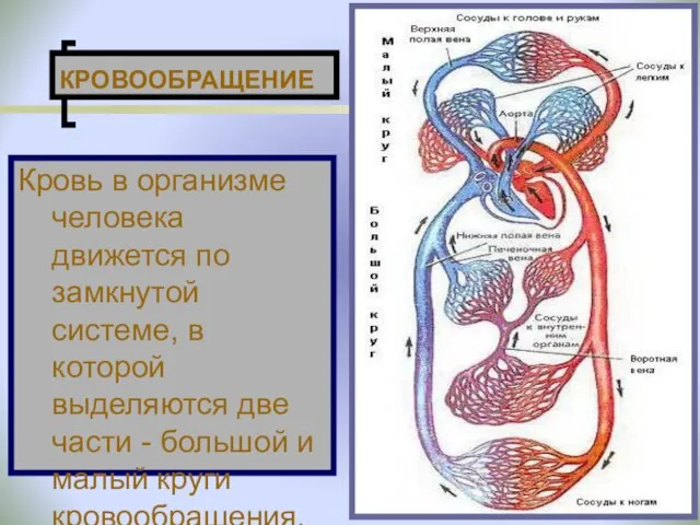 КРОВООБРАЩЕНИЕ Кровь в организме человека движется по замкнутой системе, в которой выделяются