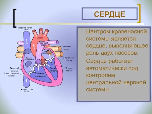 СЕРДЦЕ Центром кровеносной системы является сердце, выполняющее роль двух насосов. Сердце работает