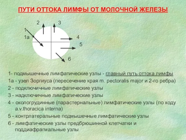 ПУТИ ОТТОКА ЛИМФЫ ОТ МОЛОЧНОЙ ЖЕЛЕЗЫ 2 3 1 1а 4 5