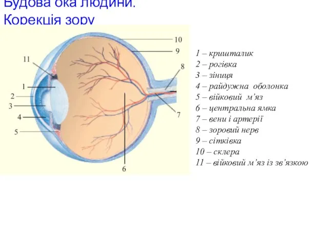 Будова ока людини. Корекція зору 1 – кришталик 2 – рогівка 3