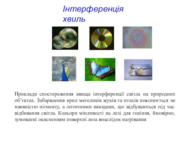 Приклади спостереження явища інтерференції світла на природних об’єктах. Забарвлення крил метеликів жуків