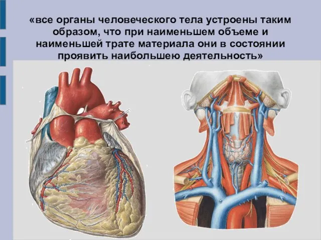 «все органы человеческого тела устроены таким образом, что при наименьшем объеме и