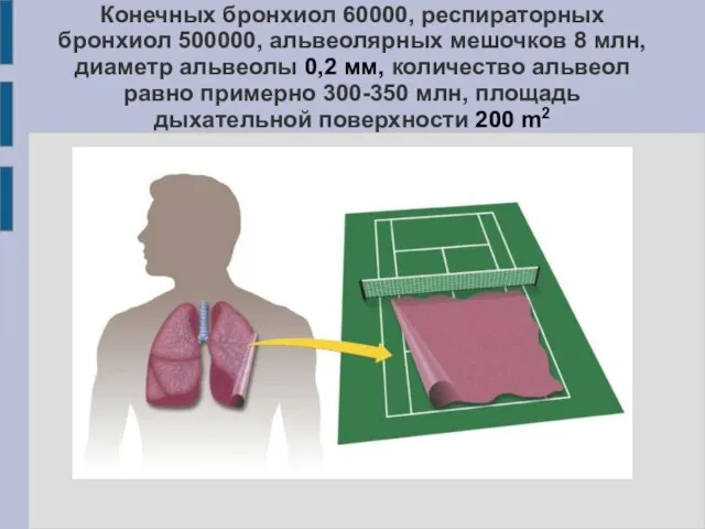 Конечных бронхиол 60000, респираторных бронхиол 500000, альвеолярных мешочков 8 млн, диаметр альвеолы