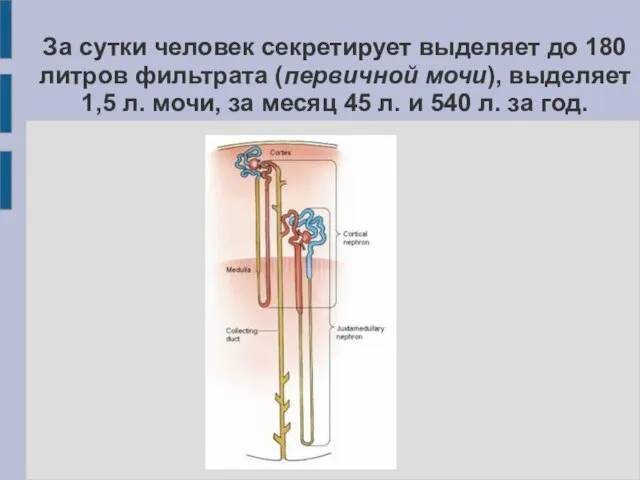 За сутки человек секретирует выделяет до 180 литров фильтрата (первичной мочи), выделяет