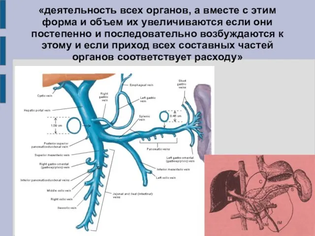 «деятельность всех органов, а вместе с этим форма и объем их увеличиваются