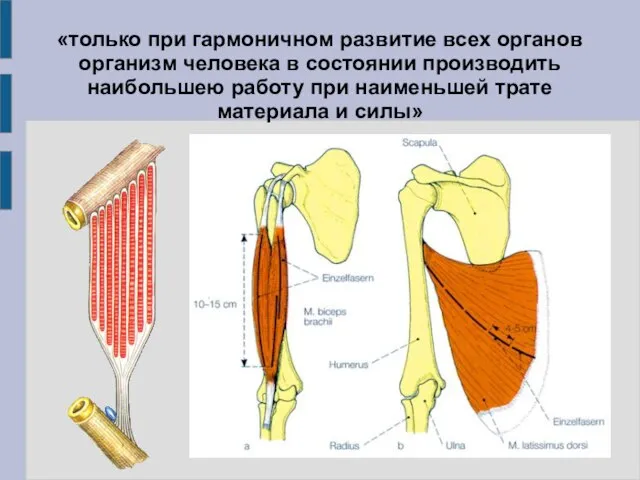 «только при гармоничном развитие всех органов организм человека в состоянии производить наибольшею