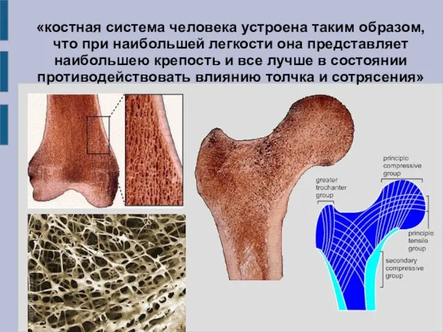 «костная система человека устроена таким образом, что при наибольшей легкости она представляет