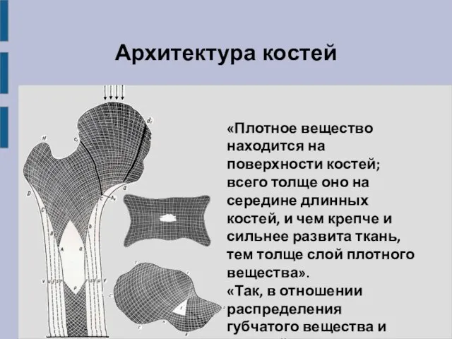 «Плотное вещество находится на поверхности костей; всего толще оно на середине длинных