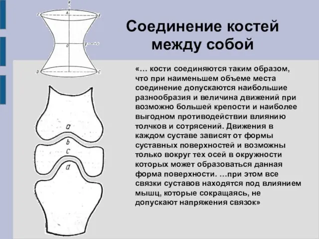 «… кости соединяются таким образом, что при наименьшем объеме места соединение допускаются