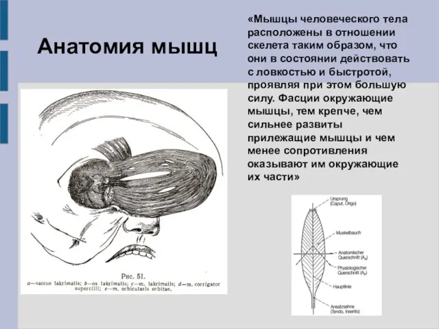 «Мышцы человеческого тела расположены в отношении скелета таким образом, что они в