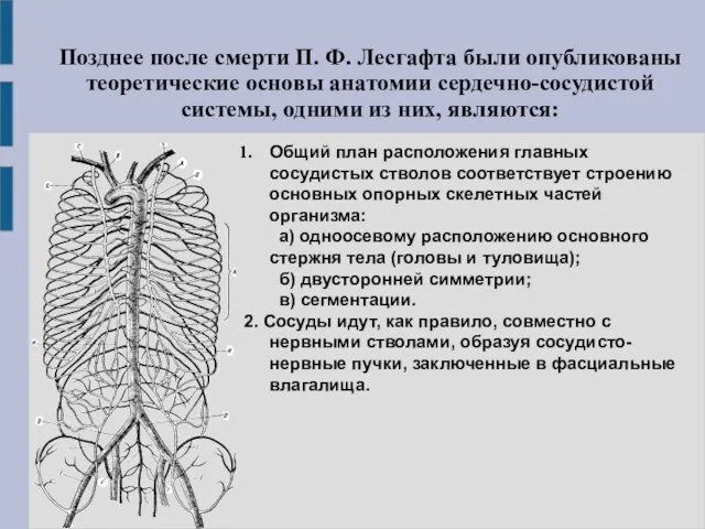 Общий план расположения главных сосудистых стволов соответствует строению основных опорных скелетных частей