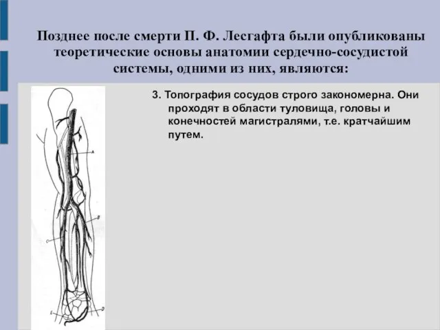 3. Топография сосудов строго закономерна. Они проходят в области туловища, головы и