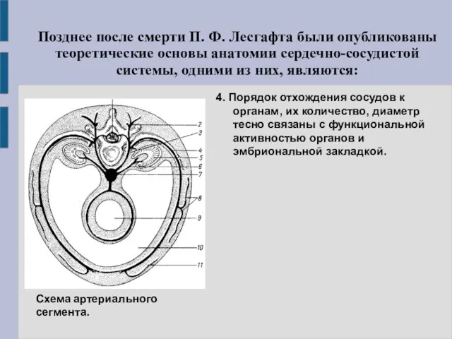 4. Порядок отхождения сосудов к органам, их количество, диаметр тесно связаны с