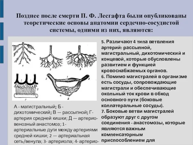 Позднее после смерти П. Ф. Лесгафта были опубликованы теоретические основы анатомии сердечно-сосудистой