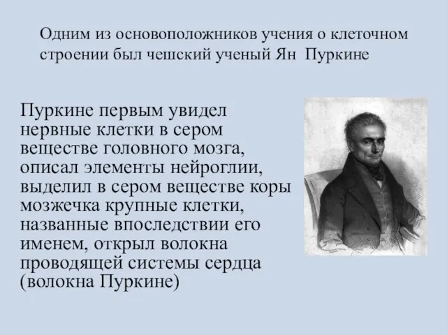 Пуркине первым увидел нервные клетки в сером веществе головного мозга, описал элементы