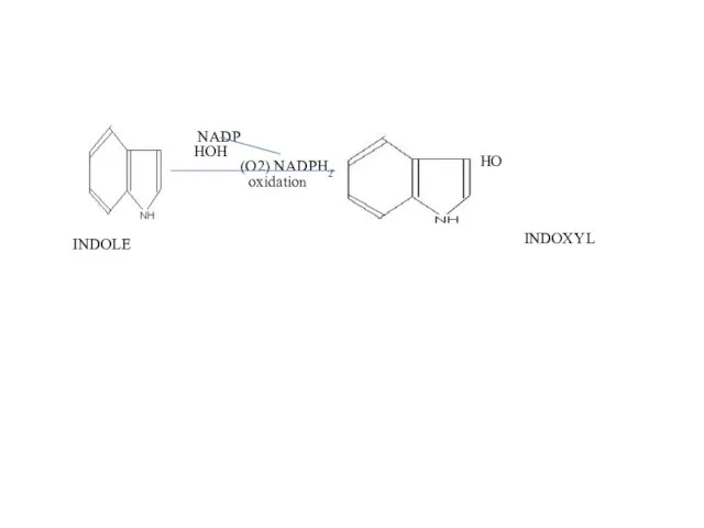 NADP HOH (O2) NADPH2 oxidation INDOLE INDOXYL HO