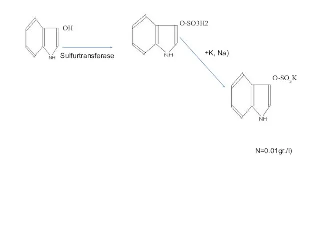 PAPS PAPS OH Sulfurtransferase O-SO3H2 O-SO3K ( +K, Na) INDICAN INDOXYLULFATE INDOXYL (N=0.01gr./l)