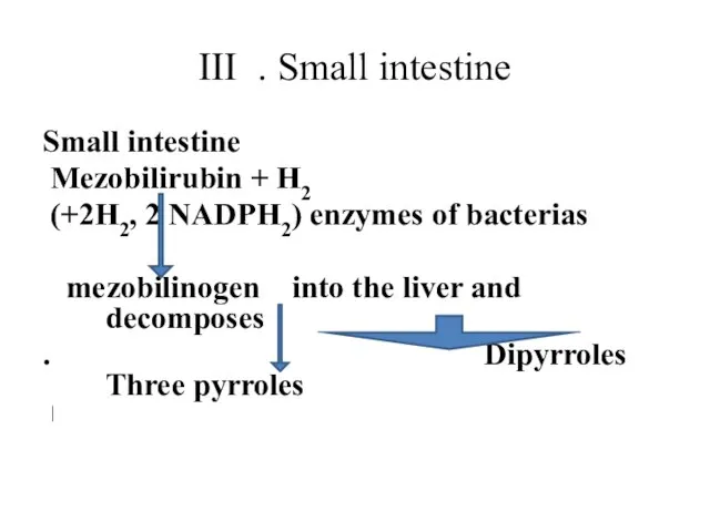 III . Small intestine Small intestine Mezobilirubin + H2 (+2H2, 2 NADPH2)