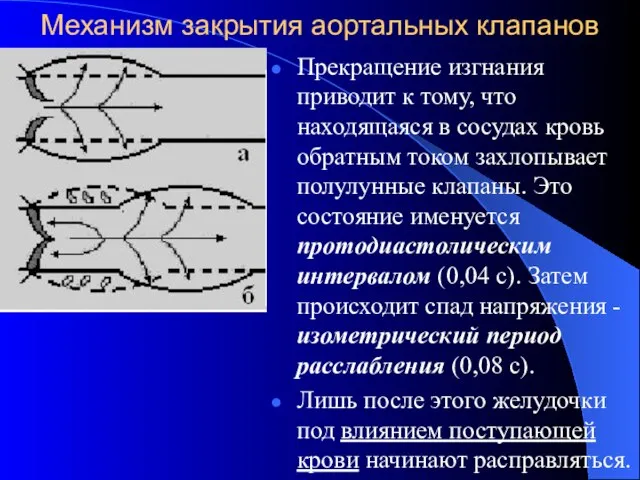 Механизм закрытия аортальных клапанов Прекращение изгнания приводит к тому, что находящаяся в