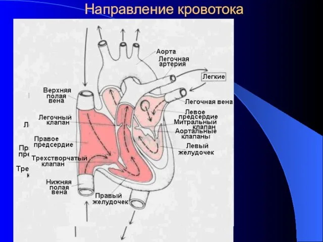 Направление кровотока