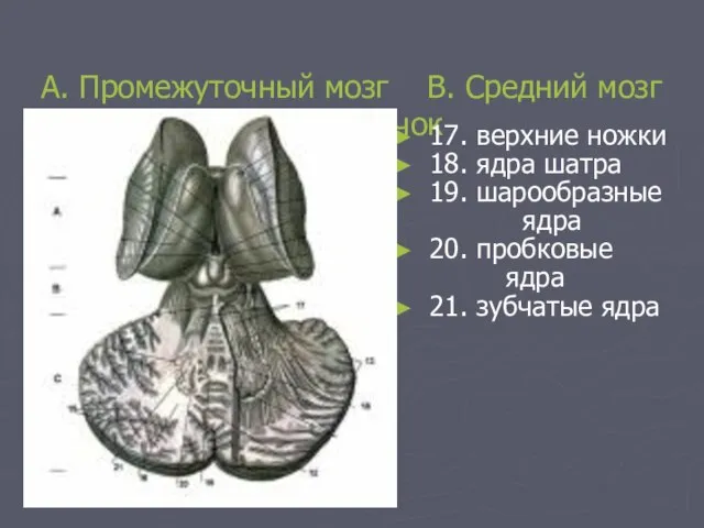 A. Промежуточный мозг B. Средний мозг C. Мозжечок 17. верхние ножки 18.