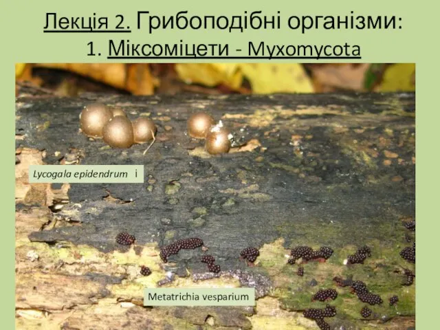 Лекція 2. Грибоподібні організми: 1. Міксоміцети - Myxomycota Lycogala epidendrum і Metatrichia vesparium